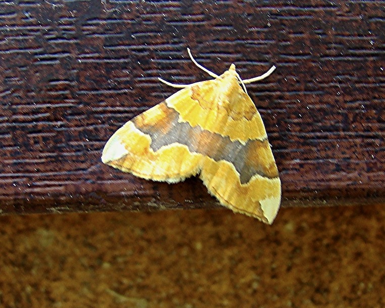 barred yellow